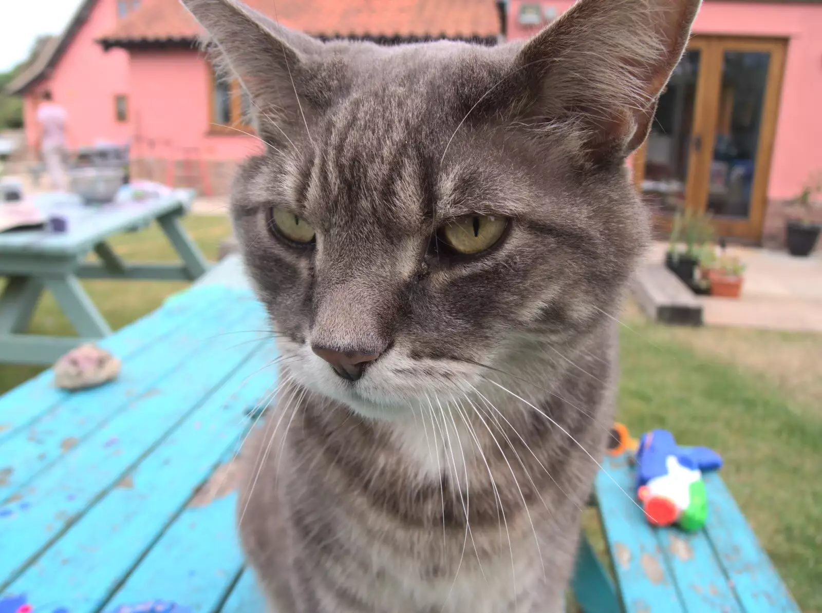 Boris is on the garden table, from The Old Brickworks and a New Road, Hoxne and Eye, Suffolk - 26th May 2020