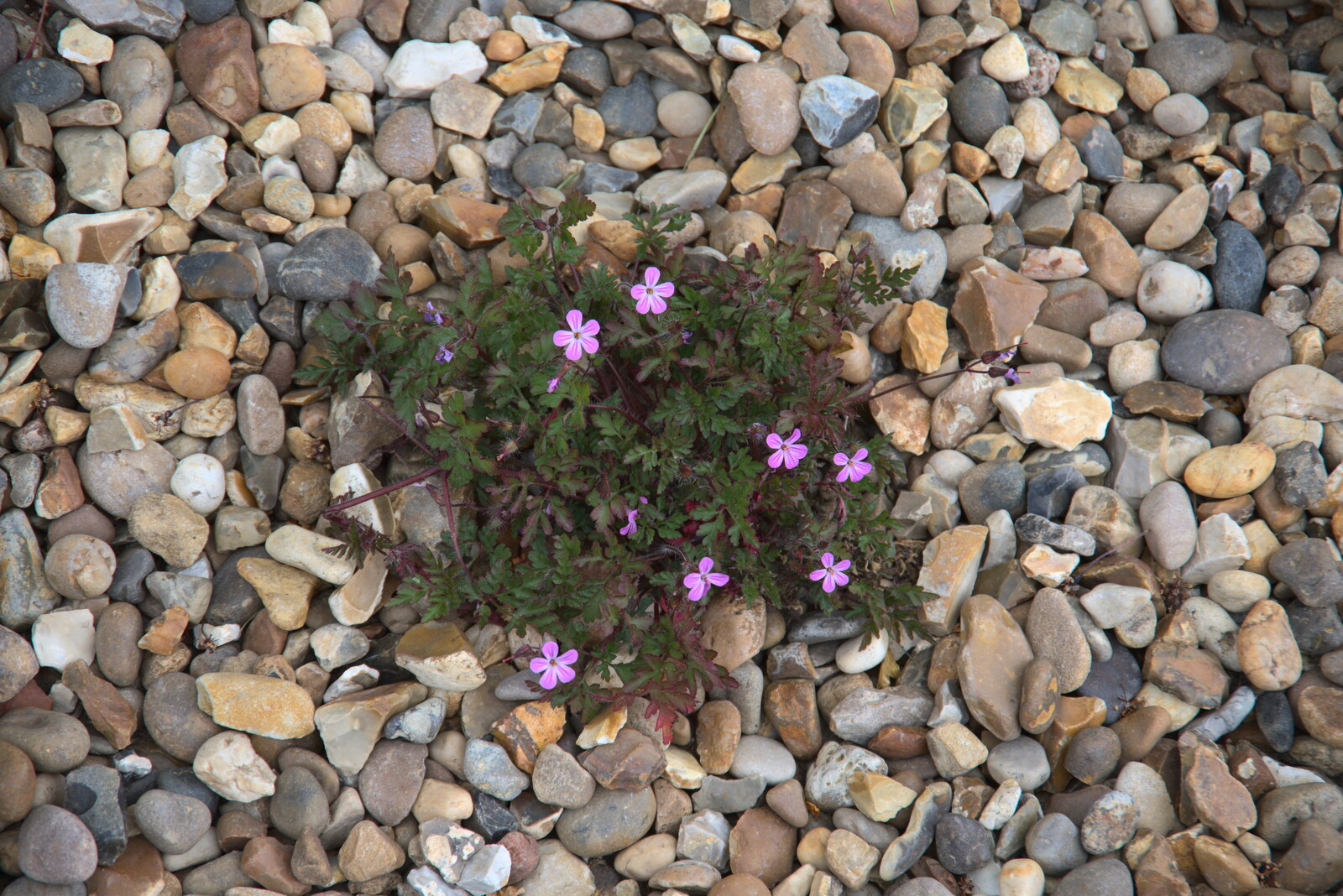 A weed with pretty pink flowers grows in the drive from More Lockdown Fun, Diss and Eye, Norfolk and Suffolk - 30th May 2020