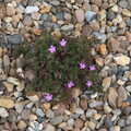 A weed with pretty pink flowers grows in the drive, More Lockdown Fun, Diss and Eye, Norfolk and Suffolk - 30th May 2020