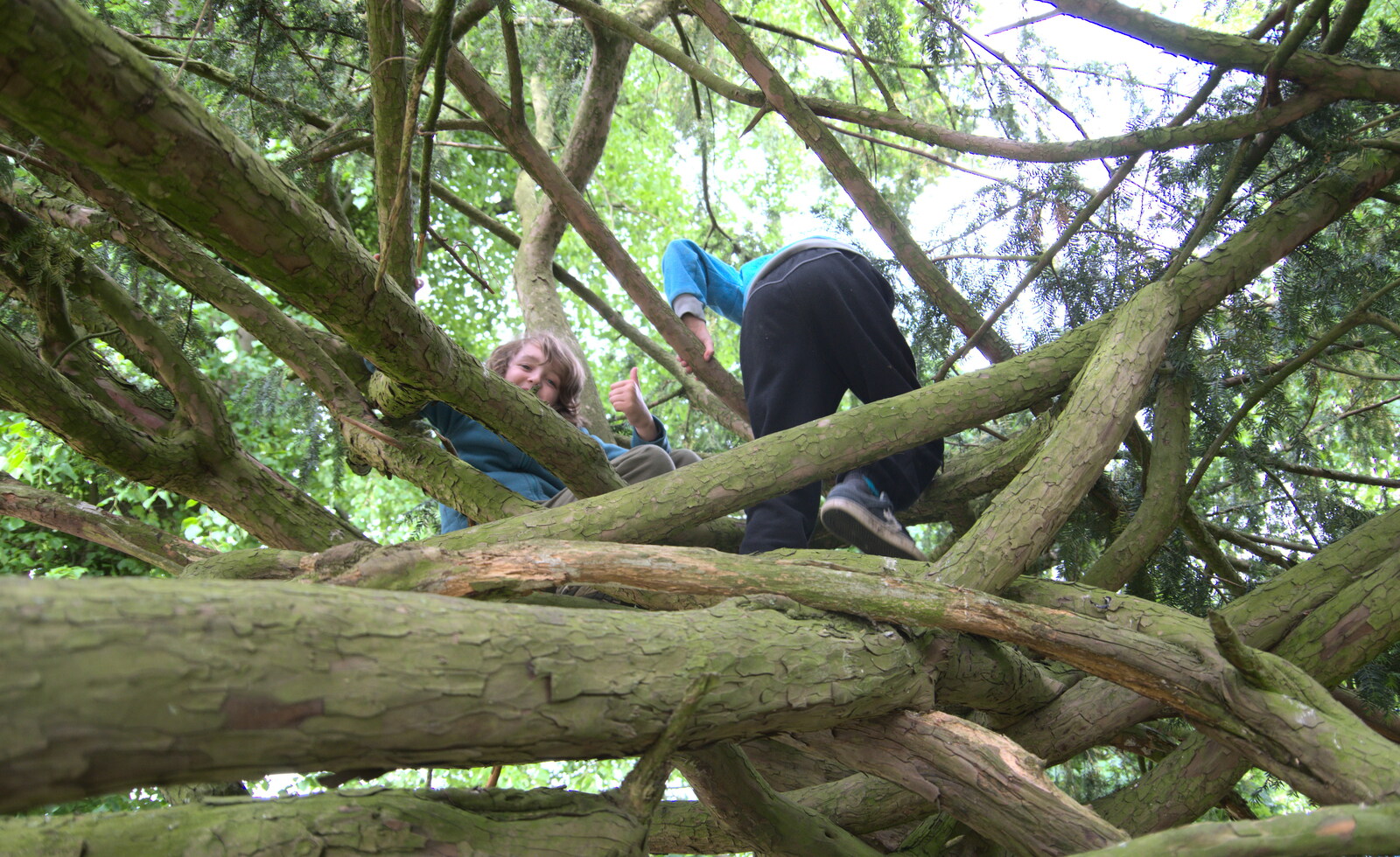 The boys are up a tree again from More Lockdown Fun, Diss and Eye, Norfolk and Suffolk - 30th May 2020