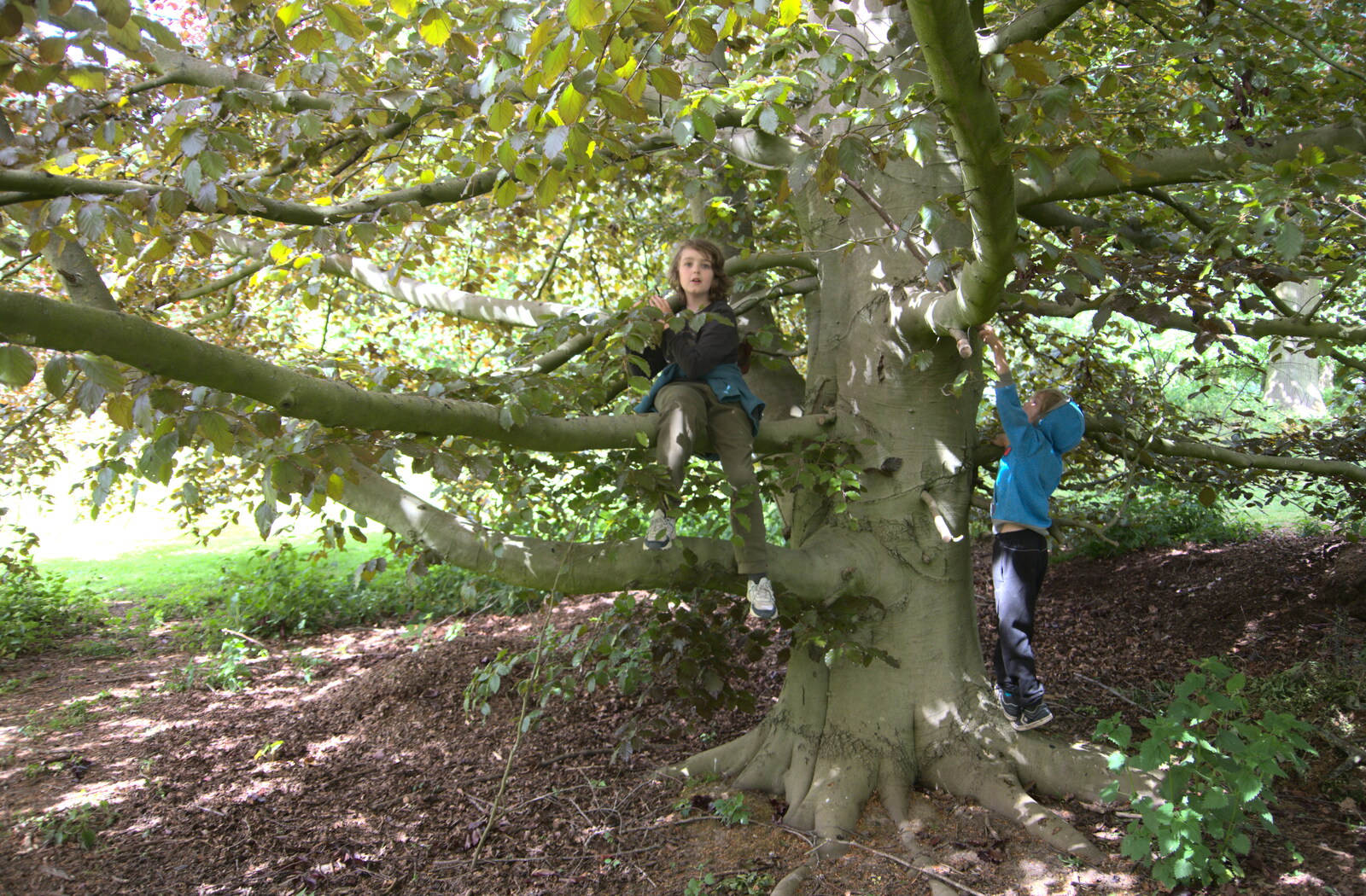 The boys find a new climbey-tree in the Oaksmere from More Lockdown Fun, Diss and Eye, Norfolk and Suffolk - 30th May 2020