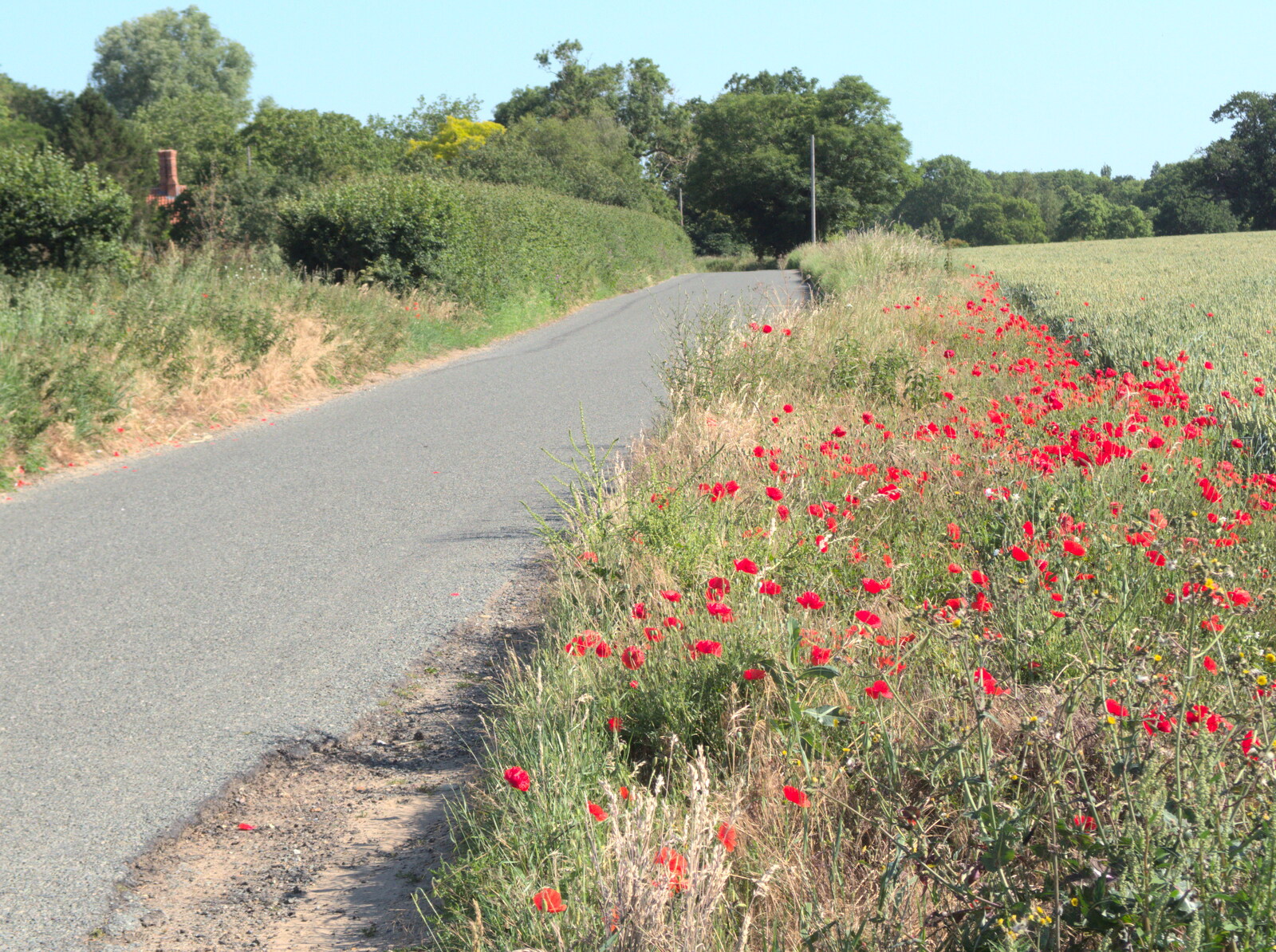 Poppies in the verge outside Hoxne from Lockdown Bike Rides and an Anniversary Picnic, Mellis and Brome, Suffolk - 3rd July 2020