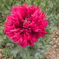 Lockdown Bike Rides and an Anniversary Picnic, Mellis and Brome, Suffolk - 3rd July 2020, A bright red frilly poppy