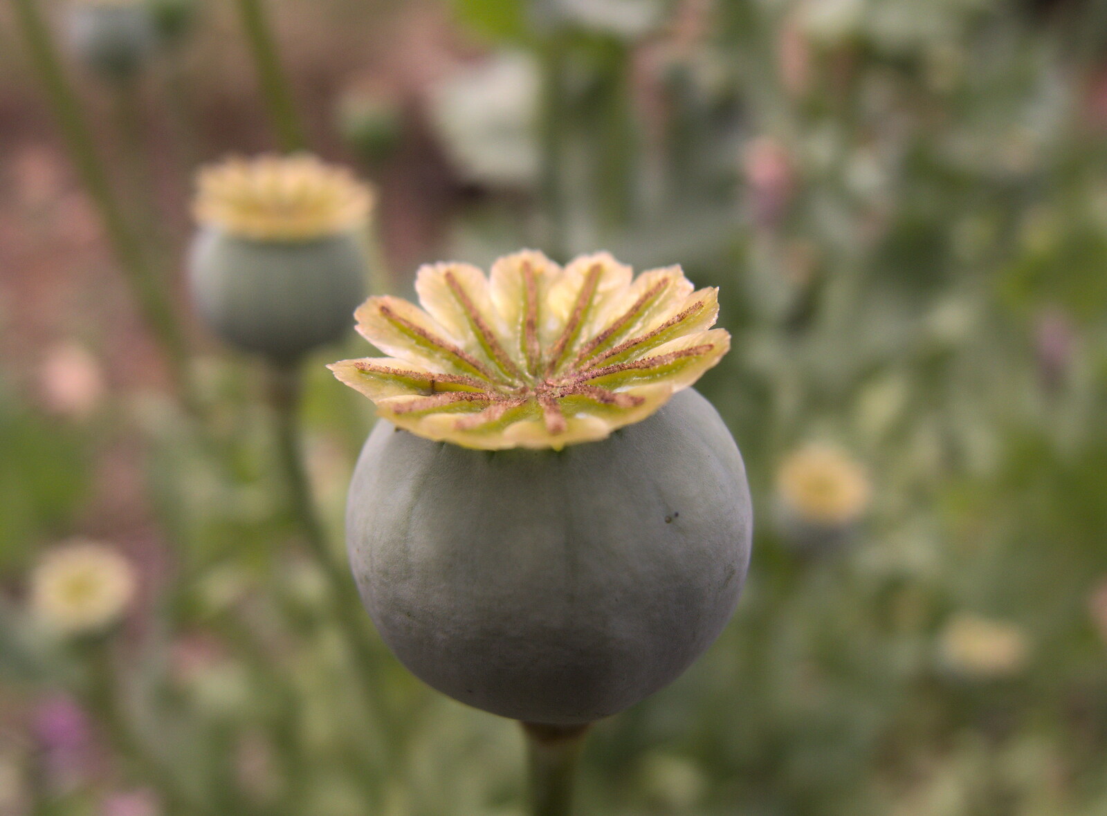 Poppy seed heads, ready to pop from Lockdown Bike Rides and an Anniversary Picnic, Mellis and Brome, Suffolk - 3rd July 2020