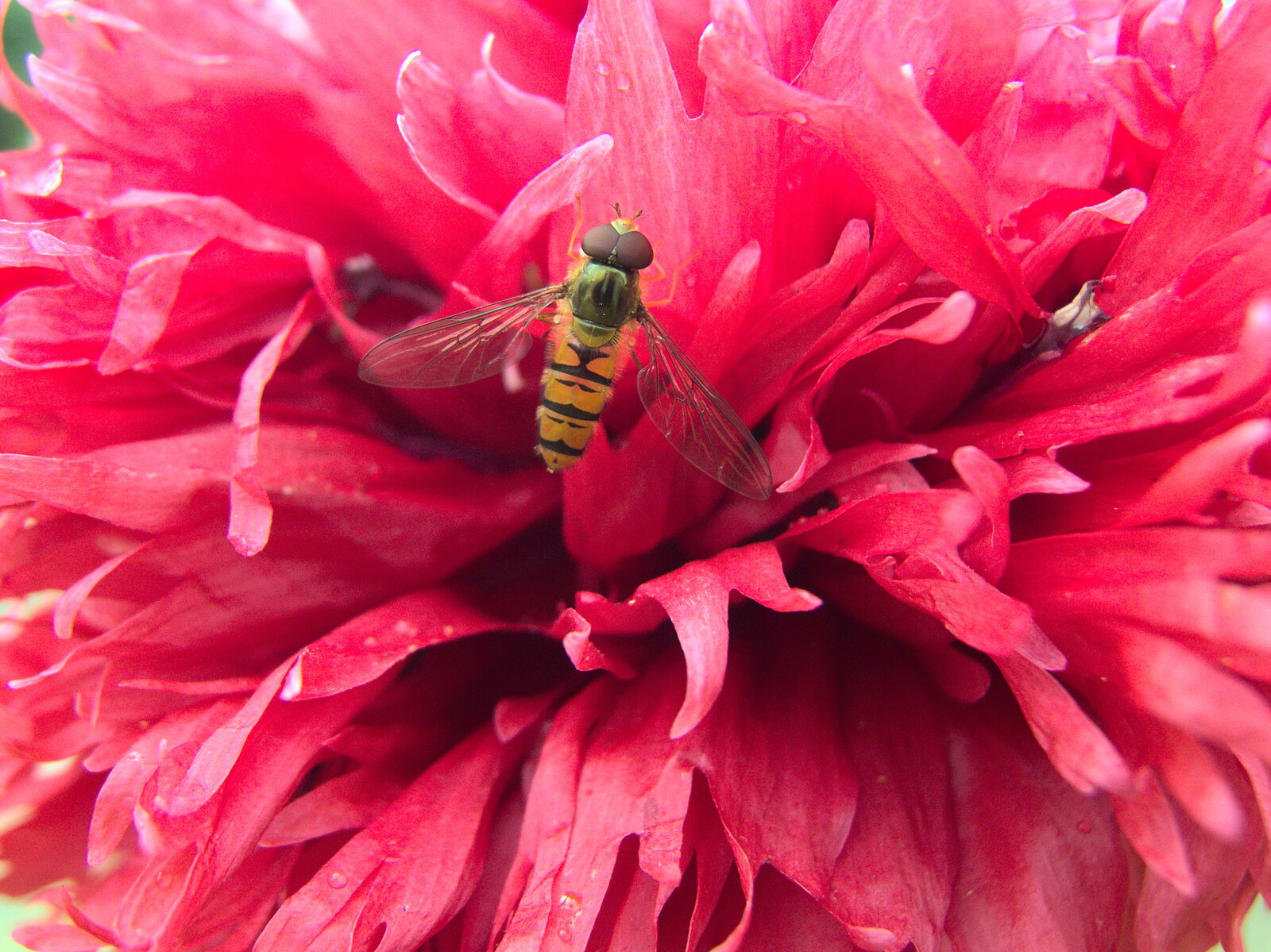 A hover fly, er, hovers about around a poppy from Lockdown Bike Rides and an Anniversary Picnic, Mellis and Brome, Suffolk - 3rd July 2020