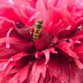 Lockdown Bike Rides and an Anniversary Picnic, Mellis and Brome, Suffolk - 3rd July 2020, A hover fly, er, hovers about around a poppy