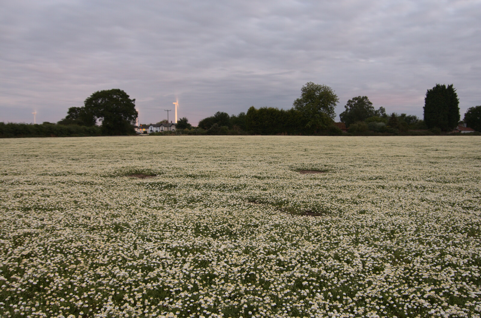 A field of chamomile at night from Lockdown Bike Rides and an Anniversary Picnic, Mellis and Brome, Suffolk - 3rd July 2020