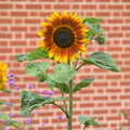 Lockdown Bike Rides and an Anniversary Picnic, Mellis and Brome, Suffolk - 3rd July 2020, A sunflower with an interesting pattern