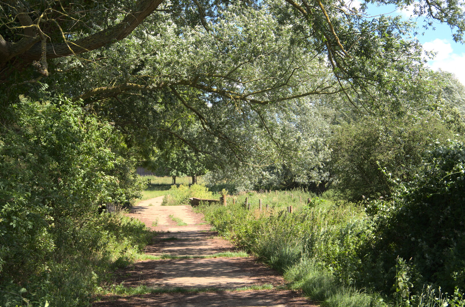 A leafy lane from A Walk Around Abbey Bridges, Eye, Suffolk - 5th July 2020