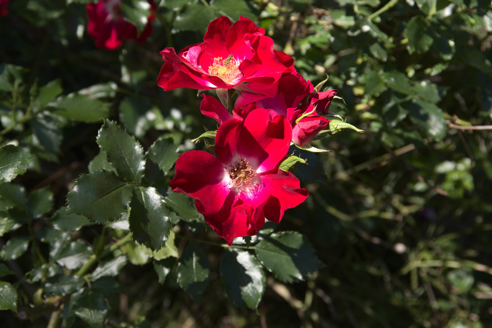 Some nice red flowers from A Walk Around Abbey Bridges, Eye, Suffolk - 5th July 2020