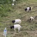 The Cromer Bagots - a sort-of goat, Camping on the Coast, East Runton, North Norfolk - 25th July 2020