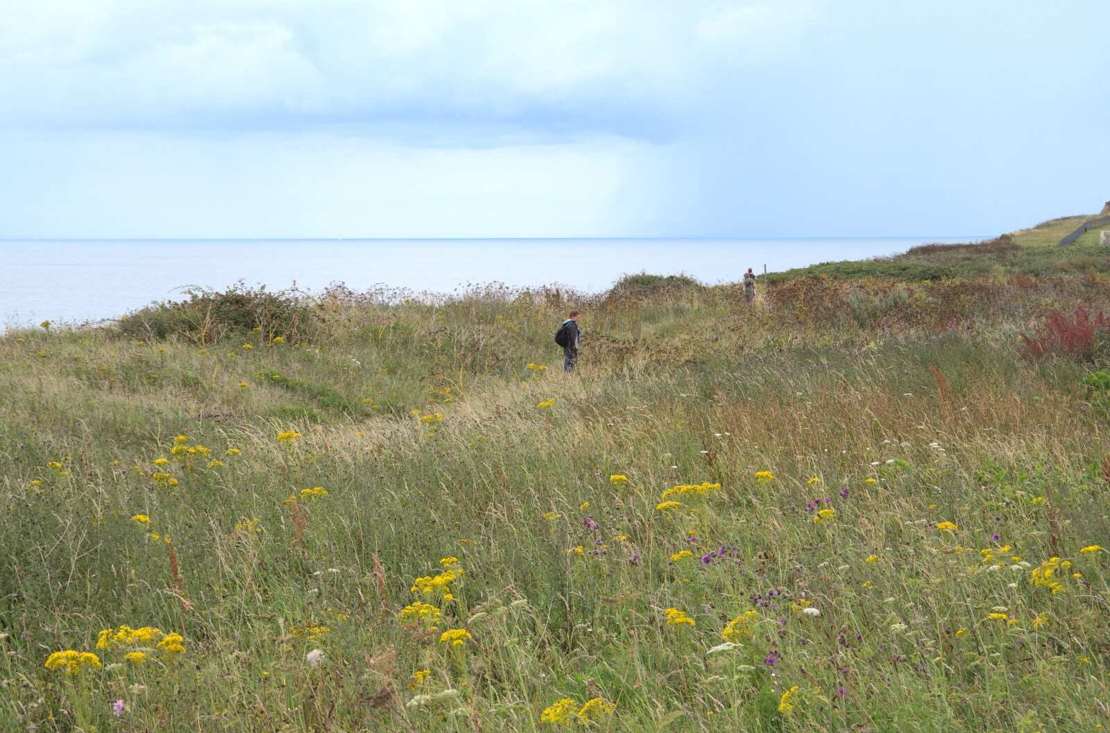 Flowers on the cliff top from Camping on the Coast, East Runton, North Norfolk - 25th July 2020