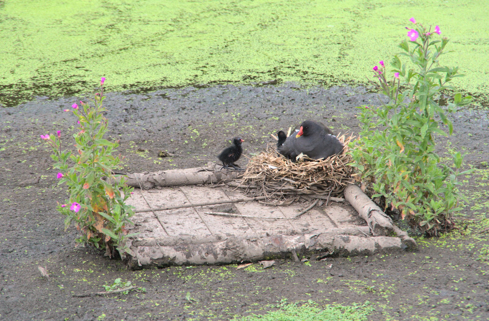A moorhen and chicks on a pond from Camping on the Coast, East Runton, North Norfolk - 25th July 2020