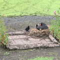 A moorhen and chicks on a pond, Camping on the Coast, East Runton, North Norfolk - 25th July 2020