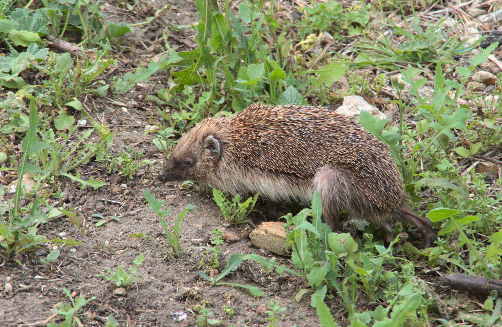 A slightly-injured hedgehog appears in the garden from Closed-Down Shops, Hedgehogs and Chamomile, Brome and Diss - 2nd August 2020