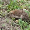 A slightly-injured hedgehog appears in the garden, Closed-Down Shops, Hedgehogs and Chamomile, Brome and Diss - 2nd August 2020