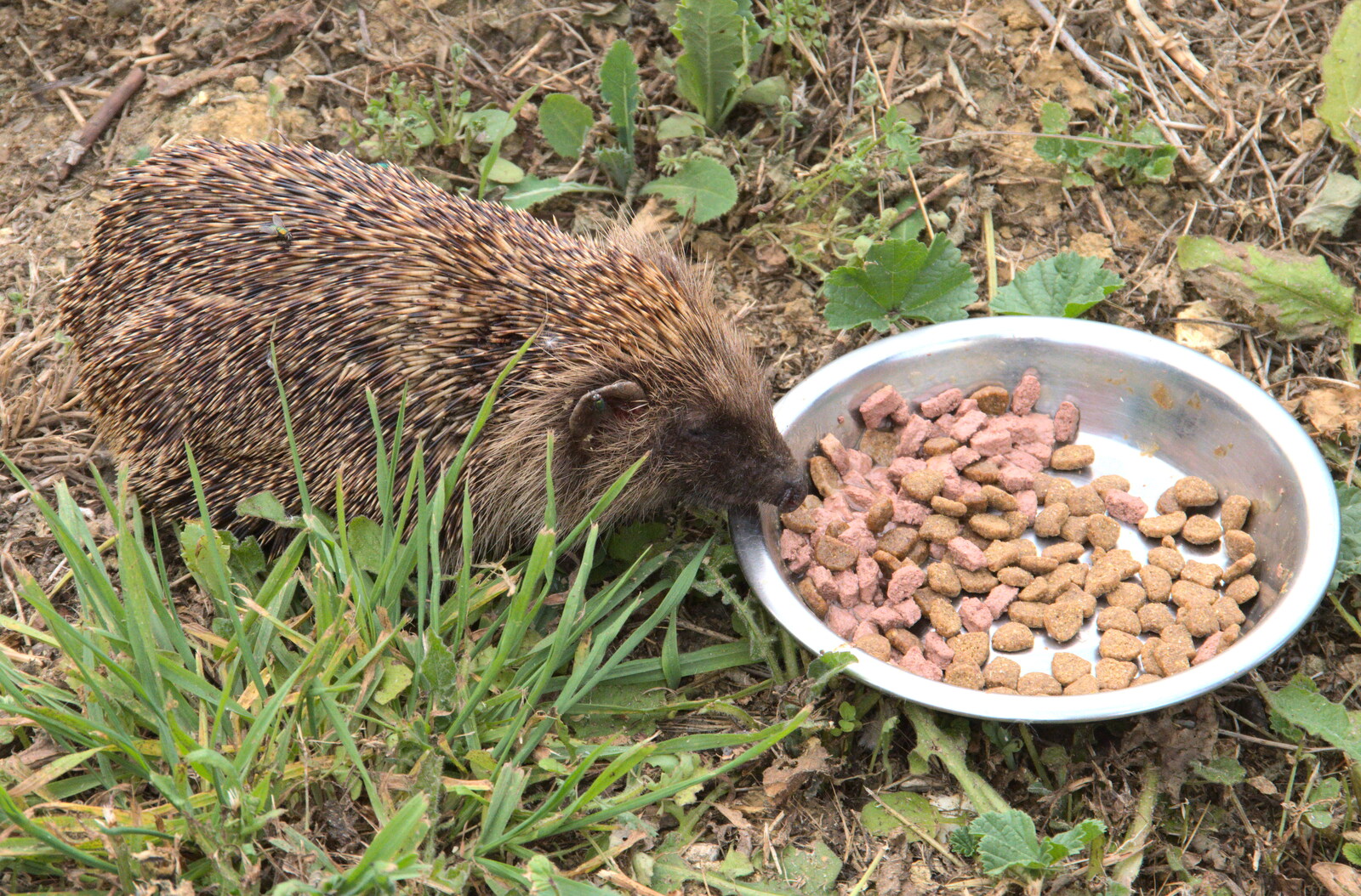 We give it some cat food, which cheers it up no end from Closed-Down Shops, Hedgehogs and Chamomile, Brome and Diss - 2nd August 2020