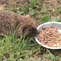 We give it some cat food, which cheers it up no end, Closed-Down Shops, Hedgehogs and Chamomile, Brome and Diss - 2nd August 2020