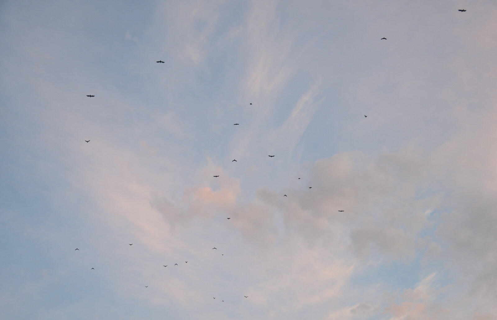 The Oaksmere's crows head off on an evening flight from Closed-Down Shops, Hedgehogs and Chamomile, Brome and Diss - 2nd August 2020