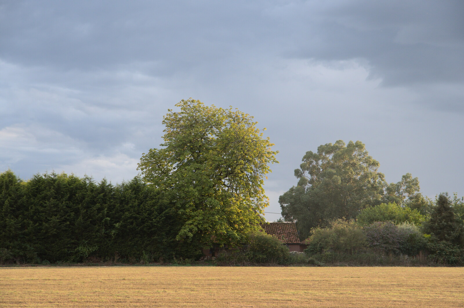 The trees across the side field from Closed-Down Shops, Hedgehogs and Chamomile, Brome and Diss - 2nd August 2020