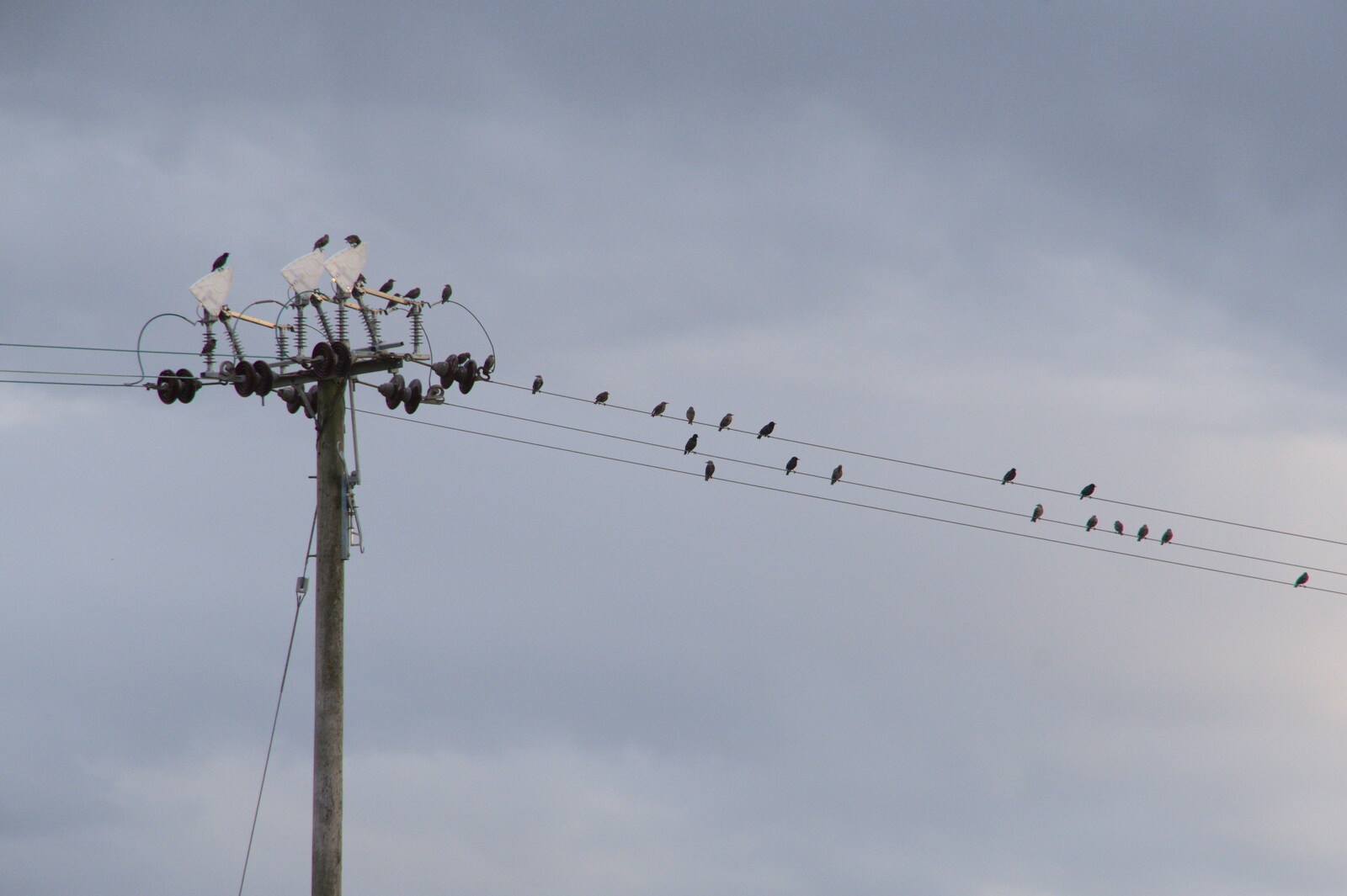 Birds like wires from Closed-Down Shops, Hedgehogs and Chamomile, Brome and Diss - 2nd August 2020