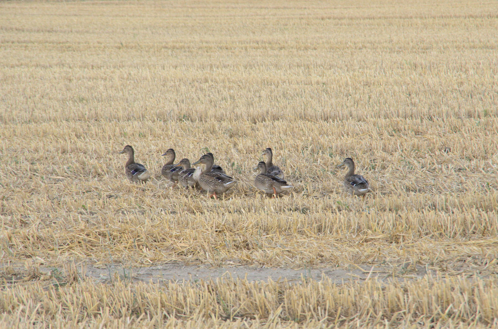 A flock of ducks waddles through the stubble from Eye Airfield with Mick the Brick, Eye, Suffolk - 5th August 2020
