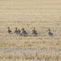 A flock of ducks waddles through the stubble, Eye Airfield with Mick the Brick, Eye, Suffolk - 5th August 2020