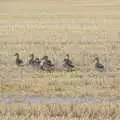 A flock of ducks waddles through the stubble, Eye Airfield with Mick the Brick, Eye, Suffolk - 5th August 2020