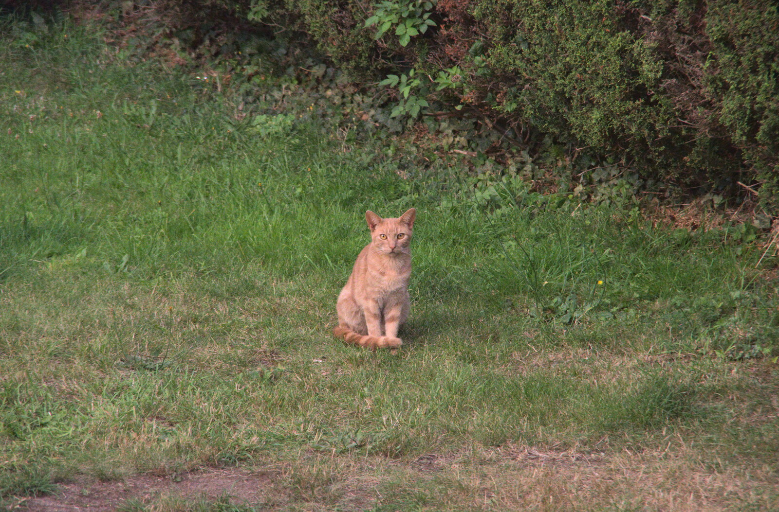 A stripey ginger pub cat from Eye Airfield with Mick the Brick, Eye, Suffolk - 5th August 2020