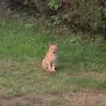 A stripey ginger pub cat, Eye Airfield with Mick the Brick, Eye, Suffolk - 5th August 2020