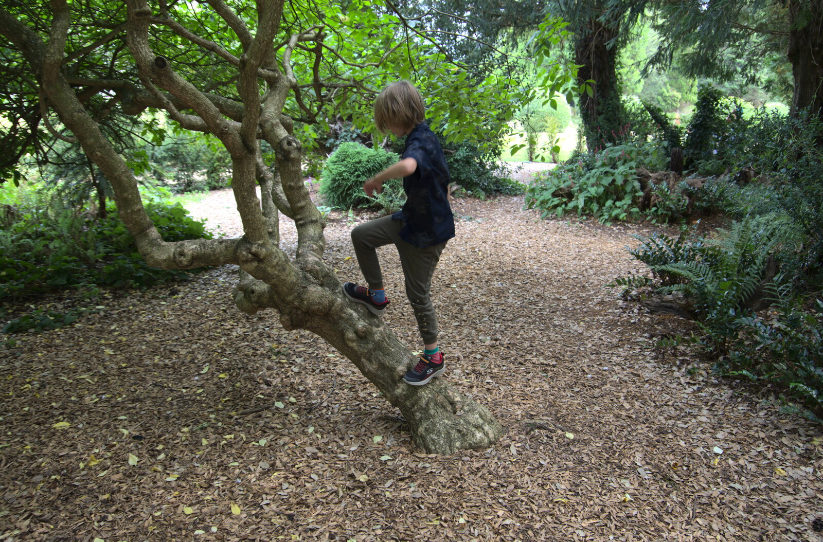 Harry climbs up a tree from Back at Ickworth, and Oaksmere with the G-Unit, Horringer and Brome, Suffolk - 8th August 2020