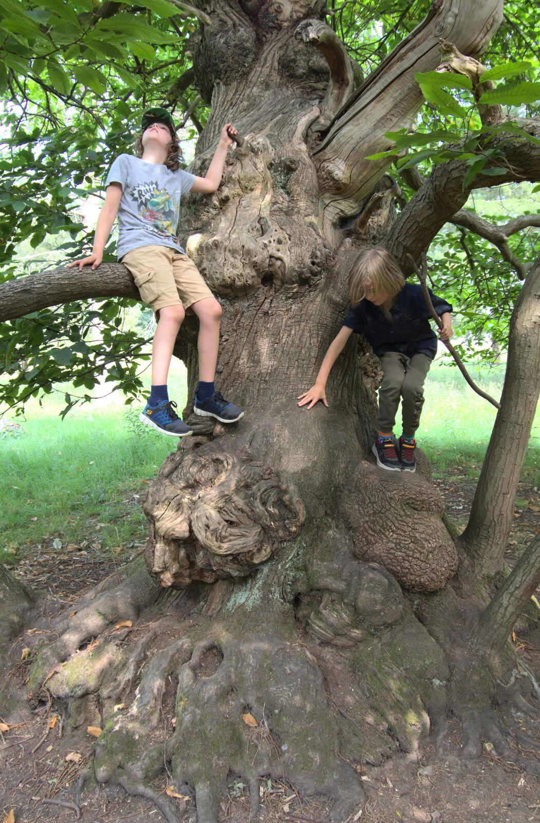 Fred and Harry are up a tree from Back at Ickworth, and Oaksmere with the G-Unit, Horringer and Brome, Suffolk - 8th August 2020