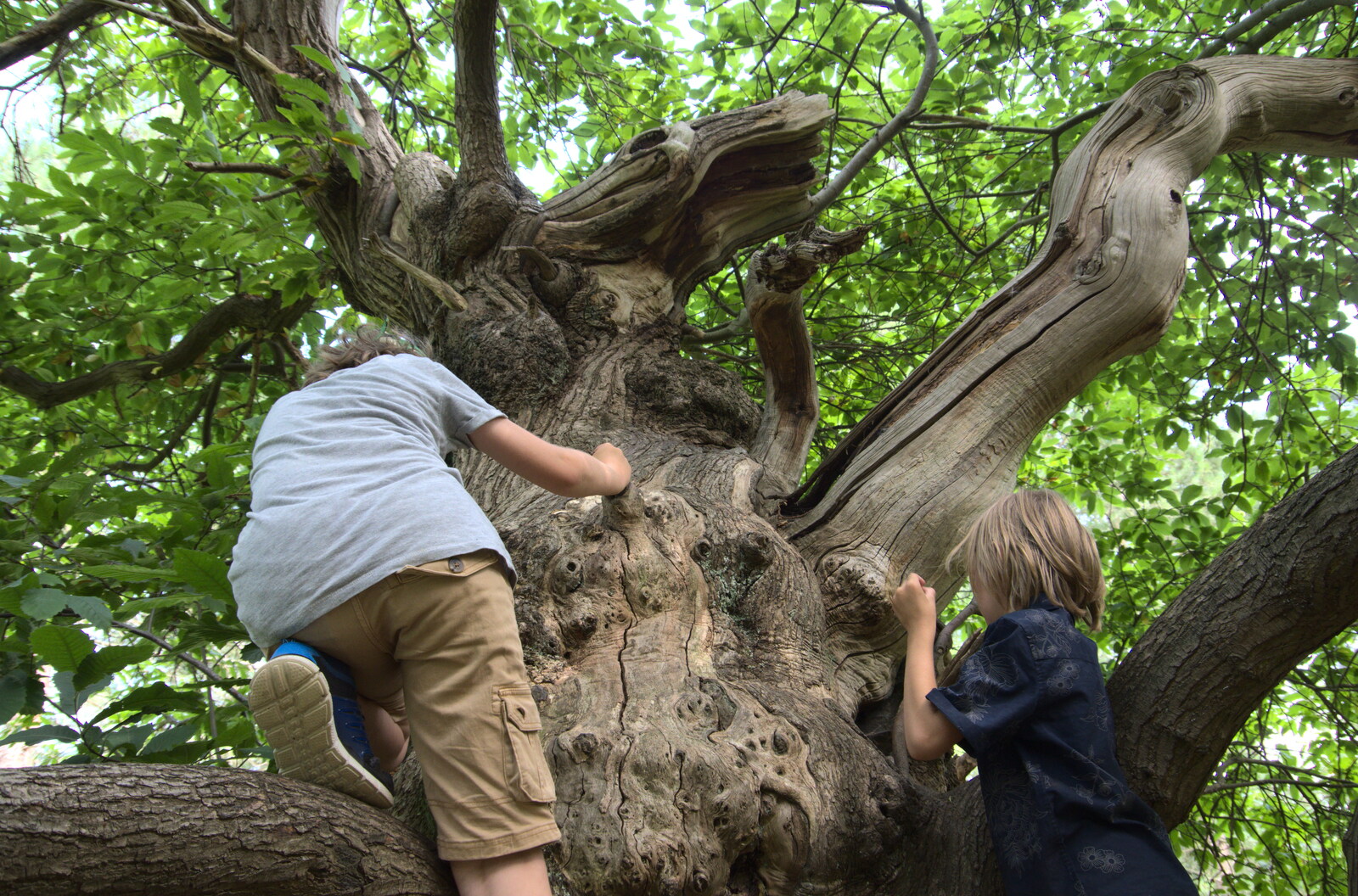 The boys climb the gnarly tree from Back at Ickworth, and Oaksmere with the G-Unit, Horringer and Brome, Suffolk - 8th August 2020