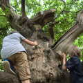The boys climb the gnarly tree, Back at Ickworth, and Oaksmere with the G-Unit, Horringer and Brome, Suffolk - 8th August 2020