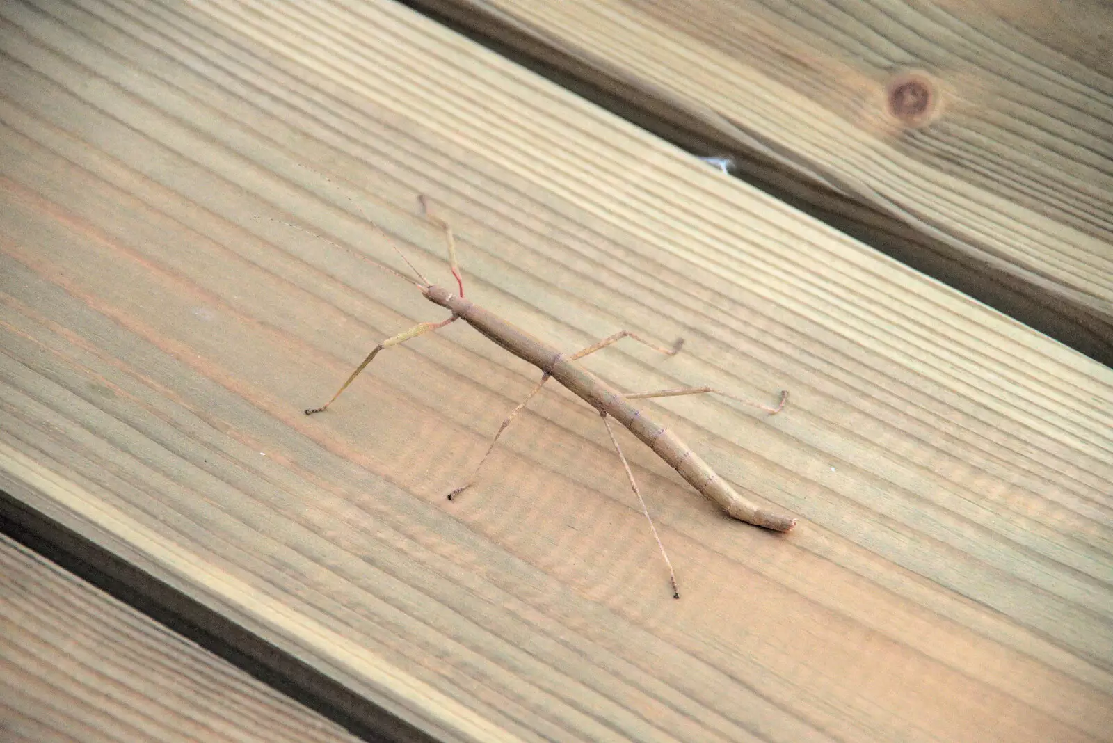 A Stick Insect comes out for a walk on the table, from Jules Visits, and a Trip to Tyrrel's Wood, Pulham Market, Norfolk - 16th August 2020