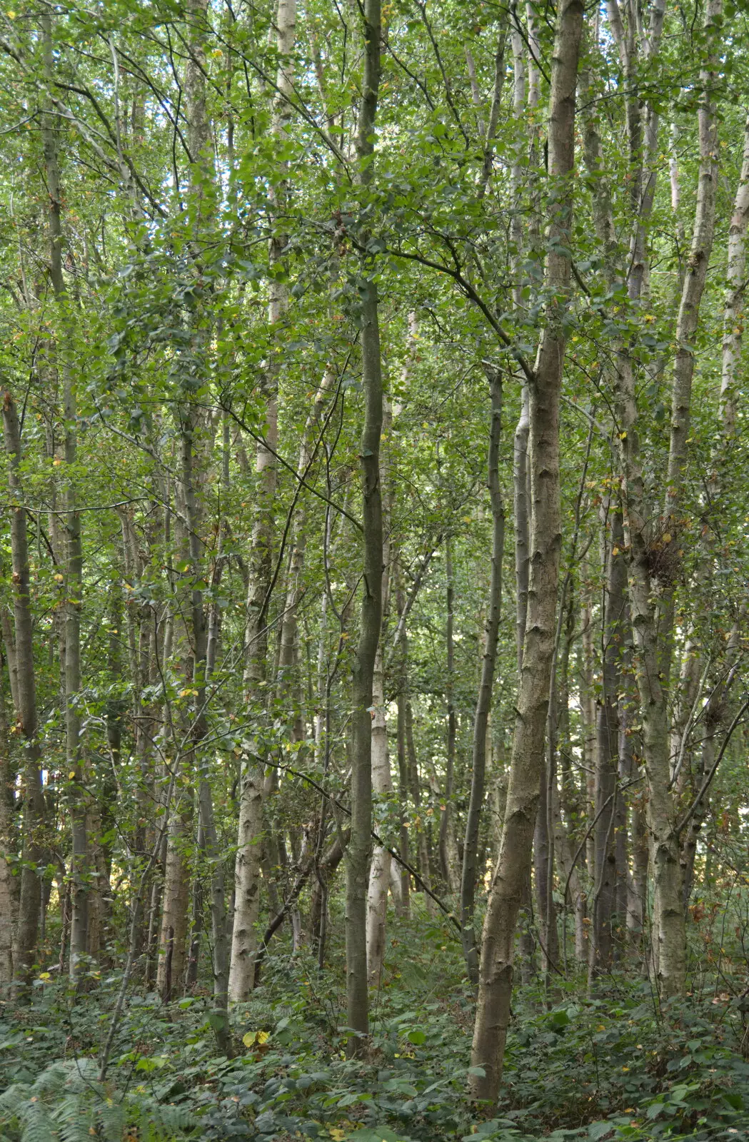 A dense stack of birch trees, from Jules Visits, and a Trip to Tyrrel's Wood, Pulham Market, Norfolk - 16th August 2020