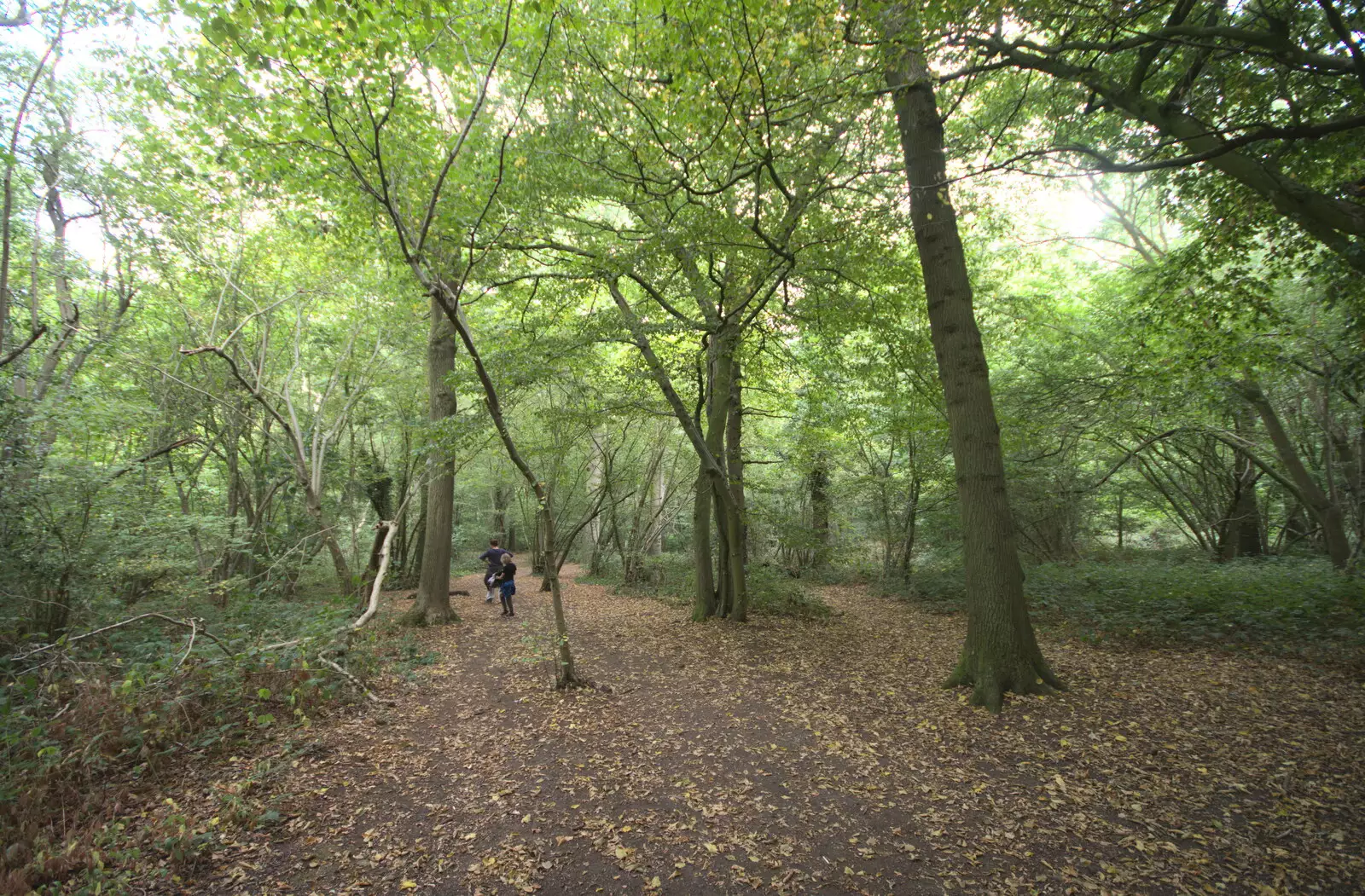 In the woods, from Jules Visits, and a Trip to Tyrrel's Wood, Pulham Market, Norfolk - 16th August 2020