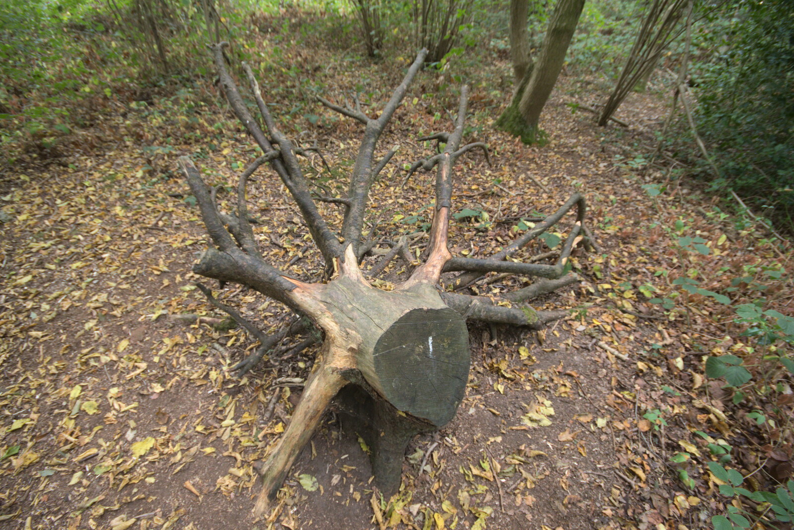 A nice tree stump from Jules Visits, and a Trip to Tyrrel's Wood, Pulham Market, Norfolk - 16th August 2020