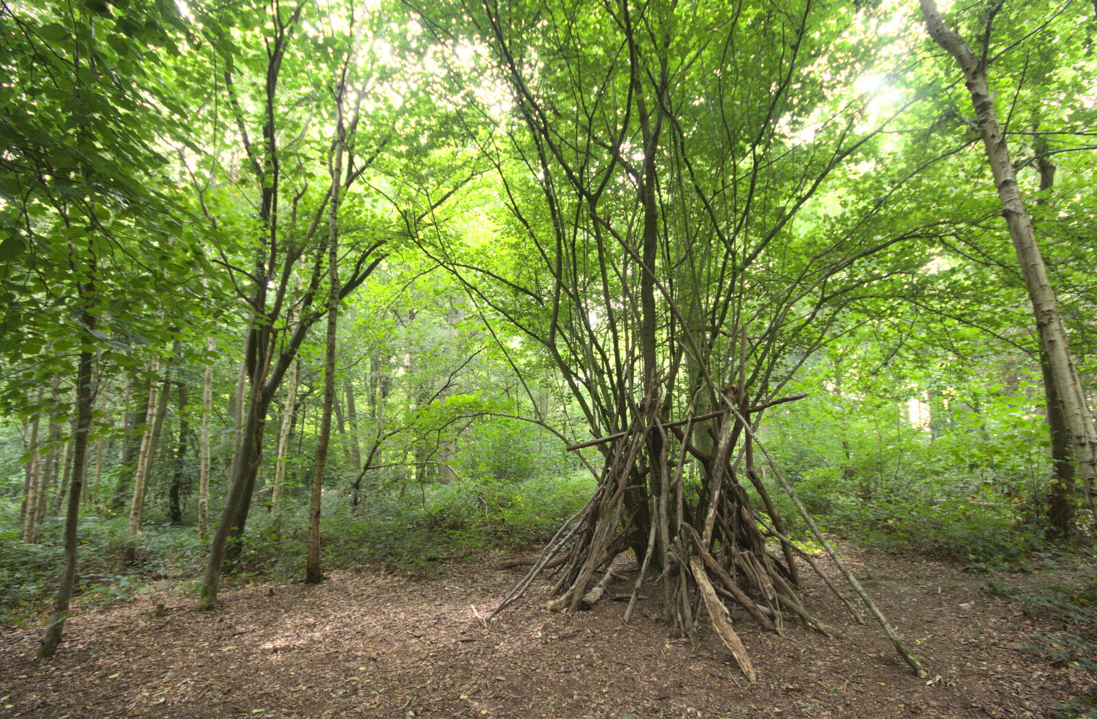 A den in the woods from Jules Visits, and a Trip to Tyrrel's Wood, Pulham Market, Norfolk - 16th August 2020