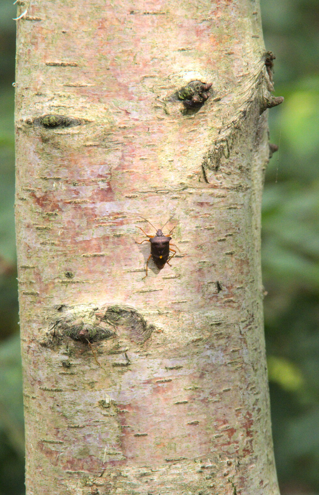 A shield beetle climbs up a silver birch from Jules Visits, and a Trip to Tyrrel's Wood, Pulham Market, Norfolk - 16th August 2020