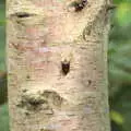 A shield beetle climbs up a silver birch, Jules Visits, and a Trip to Tyrrel's Wood, Pulham Market, Norfolk - 16th August 2020