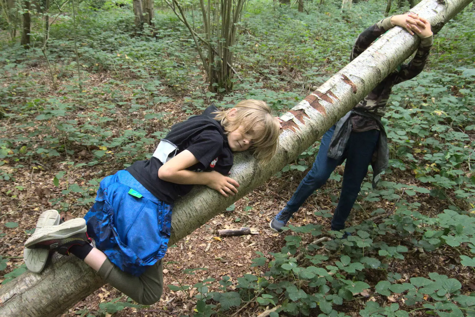 Harry clings to a tree, from Jules Visits, and a Trip to Tyrrel's Wood, Pulham Market, Norfolk - 16th August 2020