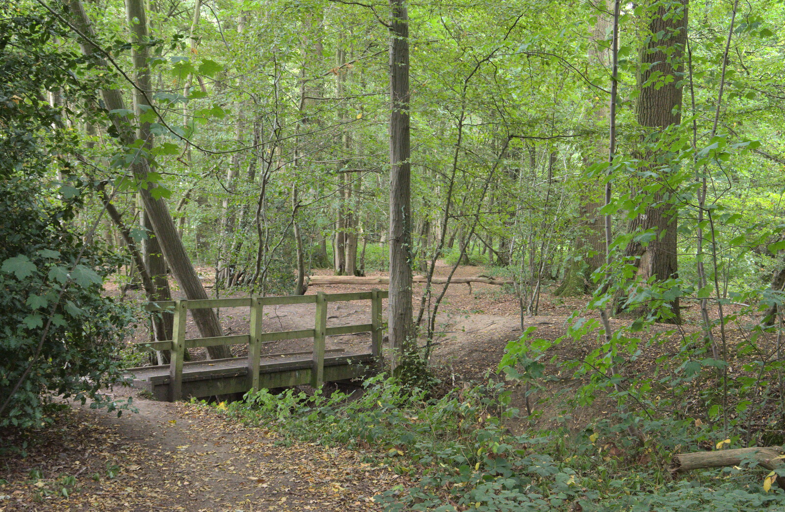 A small footbridge in the woods from Jules Visits, and a Trip to Tyrrel's Wood, Pulham Market, Norfolk - 16th August 2020
