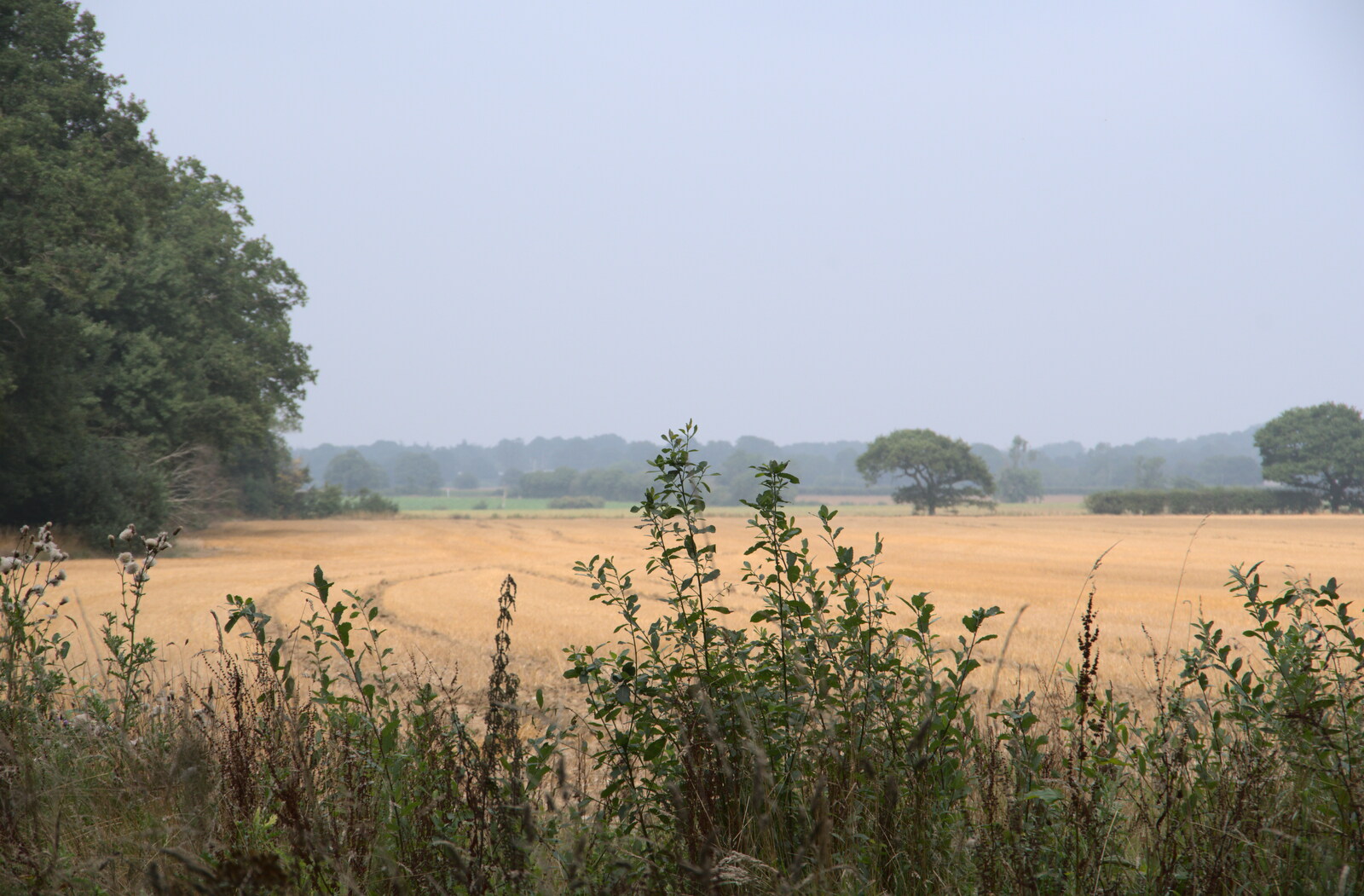 More Norfolk fields from Jules Visits, and a Trip to Tyrrel's Wood, Pulham Market, Norfolk - 16th August 2020