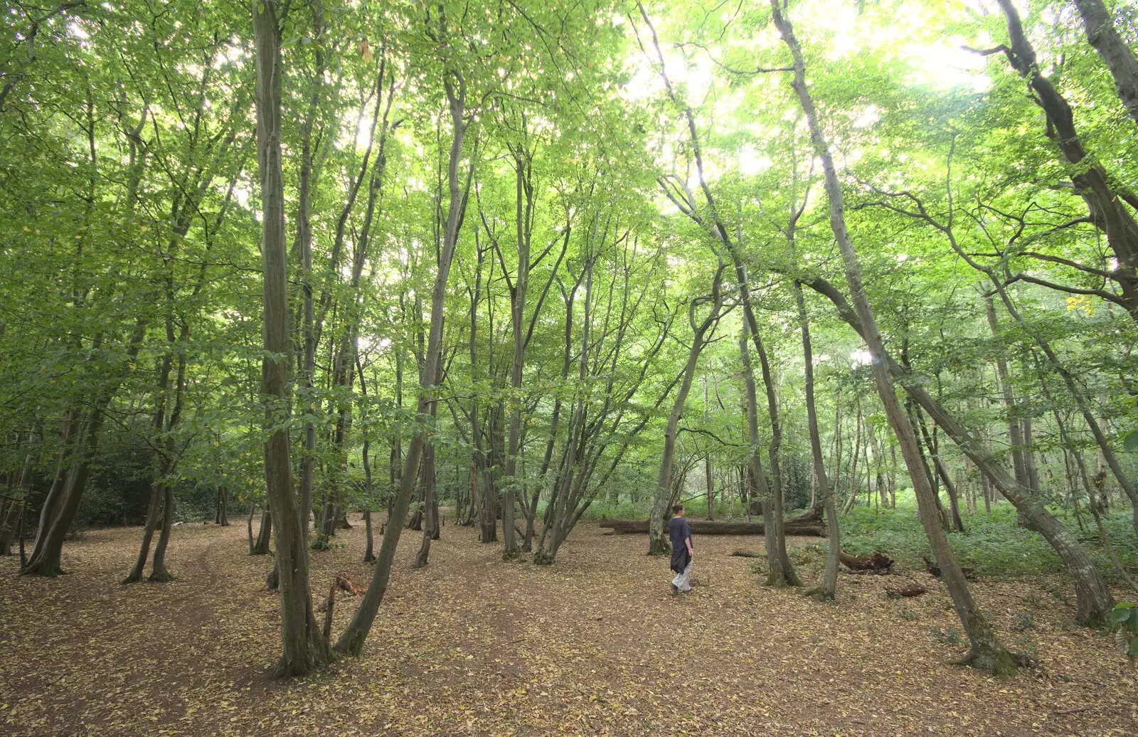 Isobel roams around, from Jules Visits, and a Trip to Tyrrel's Wood, Pulham Market, Norfolk - 16th August 2020