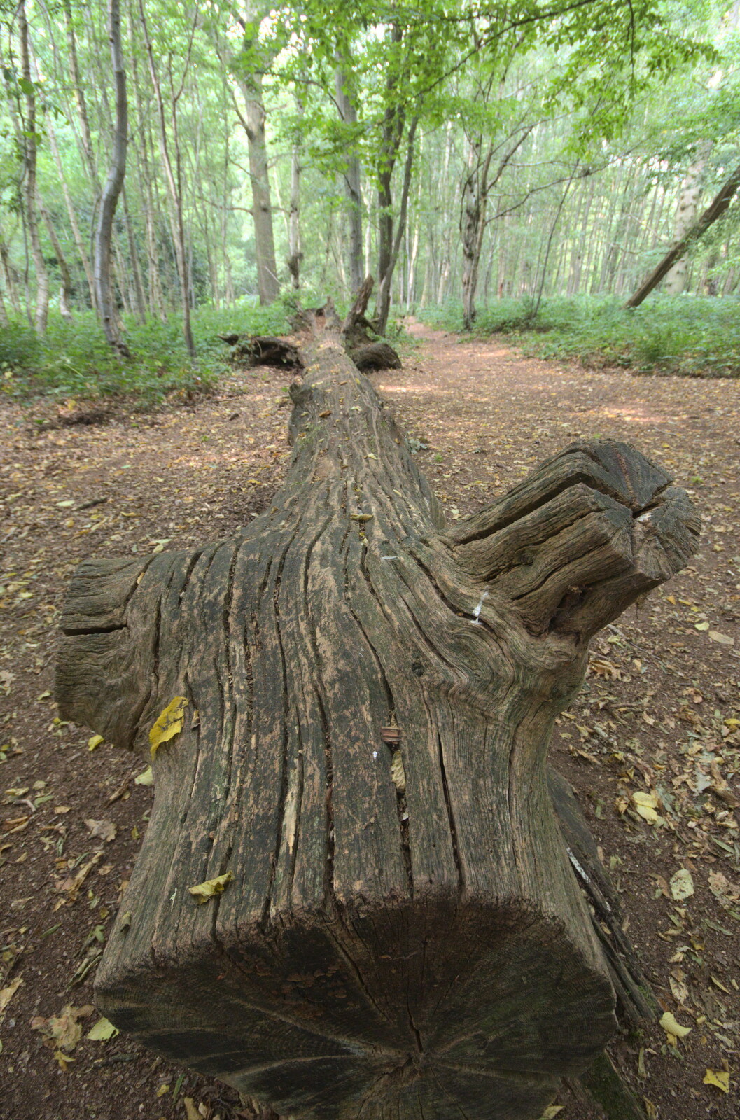 A felled tree from Jules Visits, and a Trip to Tyrrel's Wood, Pulham Market, Norfolk - 16th August 2020
