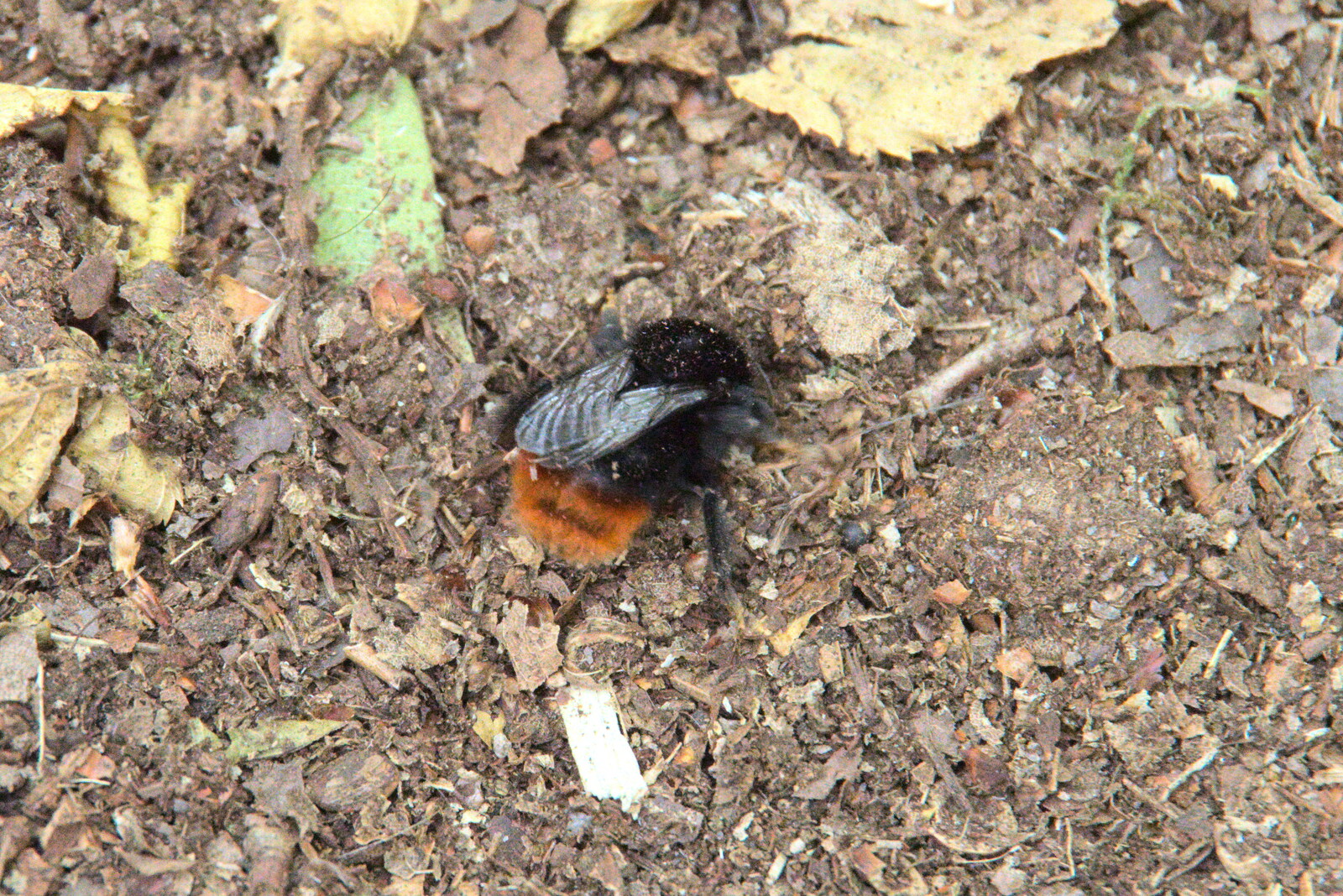 A Bumble Bee flies around just off the ground from Jules Visits, and a Trip to Tyrrel's Wood, Pulham Market, Norfolk - 16th August 2020