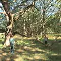 The boys find a tree with a nice low bouncy branch, A Sail Fitting, Billingford Windmill, Billingford, Norfolk - 20th August 2020