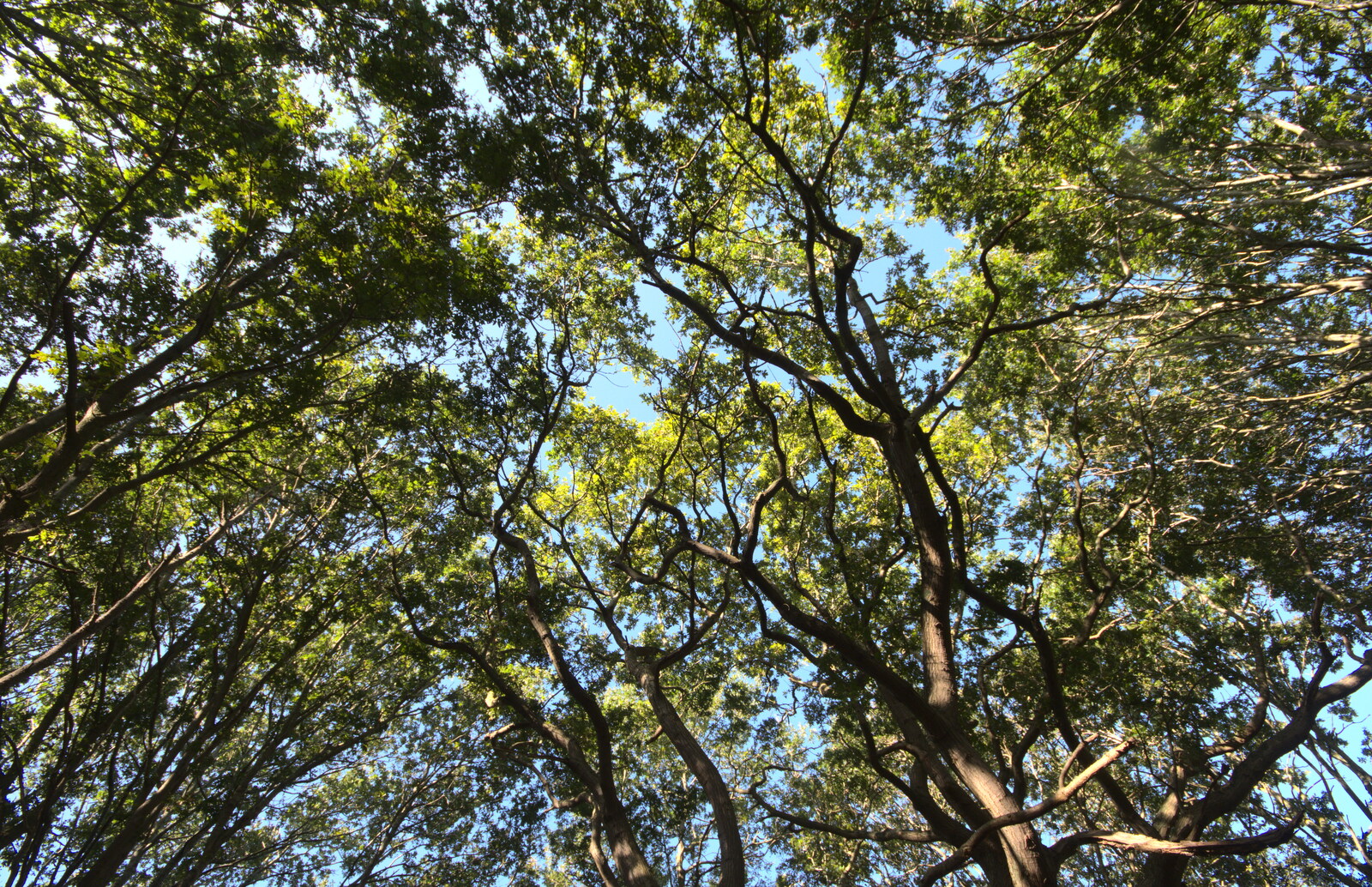 The tree canopy looks like Ausralian eucalyptus from A Sail Fitting, Billingford Windmill, Billingford, Norfolk - 20th August 2020