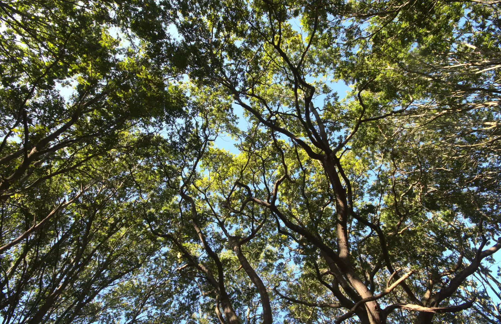 The tree canopy looks like Ausralian eucalyptus, from A Sail Fitting, Billingford Windmill, Billingford, Norfolk - 20th August 2020